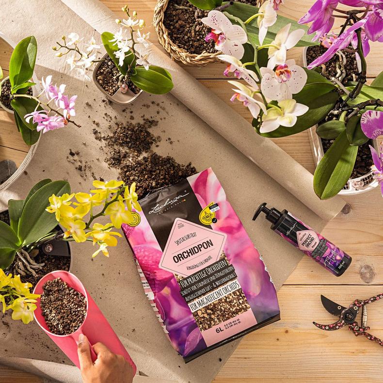 le_perfect-orchid_product_addi_01